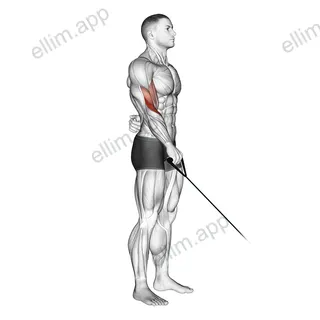 Cable Reverse One Arm Curl exercise targeting Forearms and Brachioradialis
