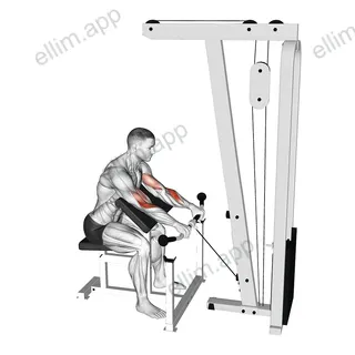 Cable Reverse Preacher Curl exercise targeting Forearms and Brachioradialis
