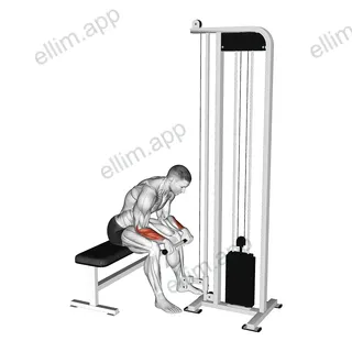 Cable Reverse Wrist Curl exercise targeting Forearms and Wrist Extensors