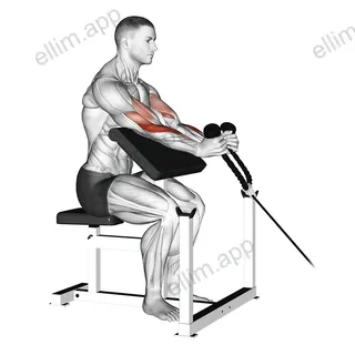 Cable Rope Hammer Preacher Curl exercise targeting Upper Arms