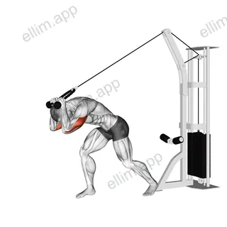 Cable Rope High Pulley Overhead Tricep Extension exercise targeting Upper Arms and Triceps Brachii