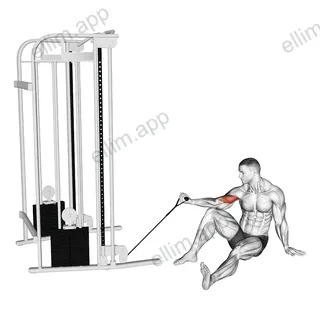 Cable Seated Floor One Arm Concentration Curl exercise targeting Upper Arms and Biceps Brachii