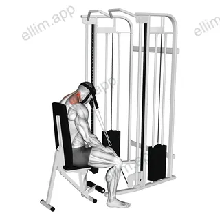 Cable Seated Neck Extension (with head harness) exercise targeting Neck and Splenius