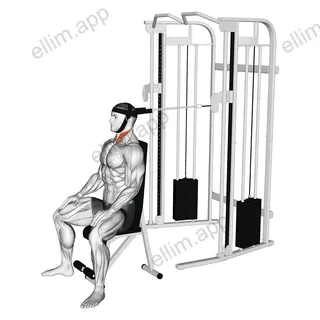 Cable Seated Neck Flexion (with head harness) exercise targeting Neck
