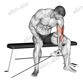 Cable Seated One Arm Concentration Curl exercise targeting Upper Arms