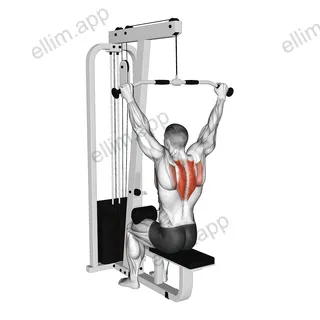 Cable Seated Reverse Shrug exercise targeting Back