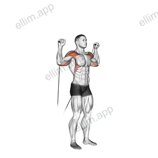 Cable Shoulder Press exercise targeting Shoulders and Deltoid Anterior