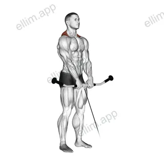 Cable Shrug exercise targeting Back and Trapezius Upper Fibers