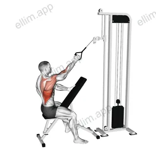 Cable Single Arm High Row exercise targeting Back