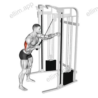 Cable Single Arm Triceps Pushdown (Rope Attachment) exercise targeting Upper Arms and Triceps Brachii