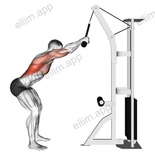 Cable Standing Lat Pushdown (rope equipment) exercise targeting Back and Latissimus Dorsi
