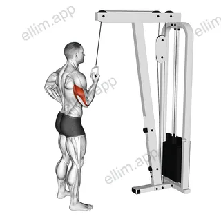 Cable Standing One Arm Triceps Extension exercise targeting Upper Arms and Triceps Brachii