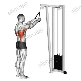 Cable Straight Arm Pulldown (with rope) exercise targeting Back and Latissimus Dorsi