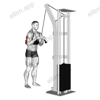 Cable Triceps Pushdown (V-bar) (with arm blaster) exercise targeting Upper Arms and Triceps Brachii
