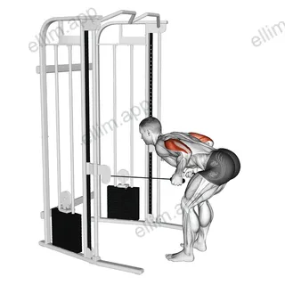 Cable Two Arm Tricep Kickback exercise targeting Upper Arms