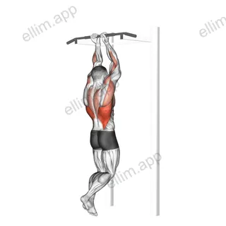 Close Grip Chin Up exercise targeting Back