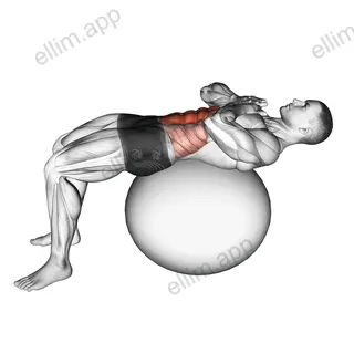 Crunch (on stability ball) exercise targeting Waist and Rectus Abdominis