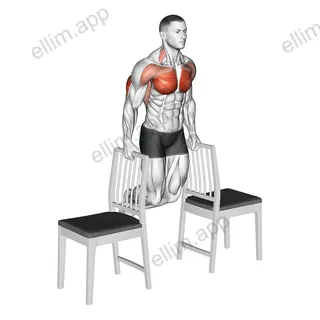Dips between Chairs exercise targeting Pectoralis Major Sternal Head and Triceps Brachii