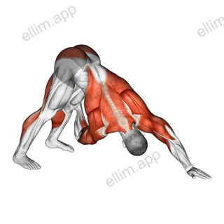 Downward Facing Dog Spine Mobility exercise targeting Back and Hips