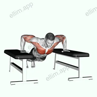 Drop Push Up exercise targeting Chest and Pectoralis Major Sternal Head