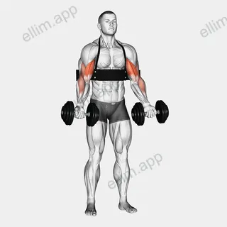 Dumbbell Alternate Biceps Curl (with arm blaster) exercise targeting Upper Arms and Biceps Brachii