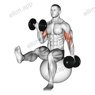 Dumbbell Alternating Bicep Curl with Leg Raised on Exercise Ball exercise targeting Upper Arms
