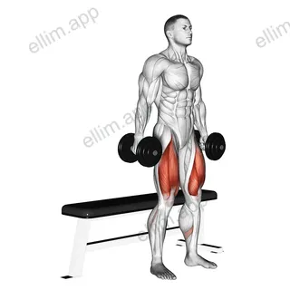 Dumbbell Bench Squat exercise targeting Thighs and Gluteus Maximus