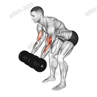 Dumbbell Bent Over Curl exercise targeting Upper Arms