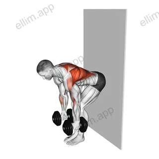 Dumbbell Bent Over Row against Wall exercise targeting Back