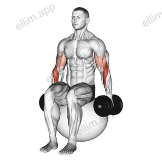 Dumbbell Hammer Curl on Exercise Ball exercise targeting Upper Arms