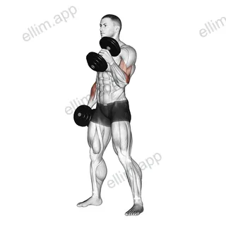 Dumbbell Hammer Curl exercise targeting Upper Arms and Brachioradialis