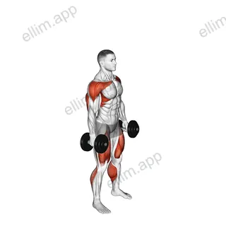 Dumbbell Hang Clean and Jerk exercise targeting Weightlifting