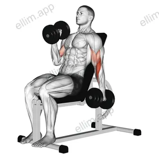 Dumbbell Incline Alternate Hammer Curl exercise targeting Upper Arms and Brachioradialis