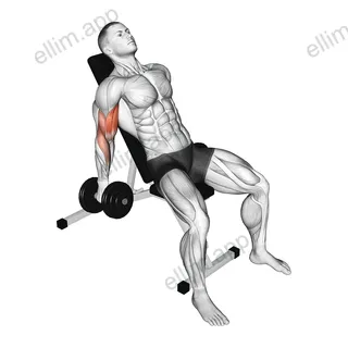 Dumbbell Incline Curl exercise targeting Upper Arms and Biceps Brachii