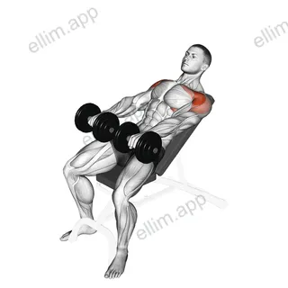 Dumbbell Incline Front Raise exercise targeting Shoulders and Deltoid Anterior