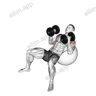 Dumbbell Incline Hammer Press on Exercise Ball exercise targeting Upper Arms