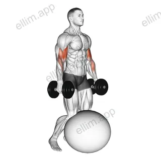 Dumbbell Kneeling Bicep Curl Exercise Ball exercise targeting Upper Arms