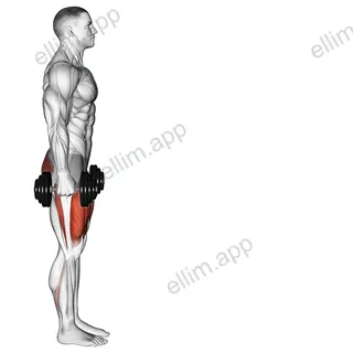 Dumbbell Lunge exercise targeting Hips and Gluteus Maximus