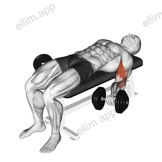 Dumbbell Lying Supine Biceps Curl exercise targeting Upper Arms