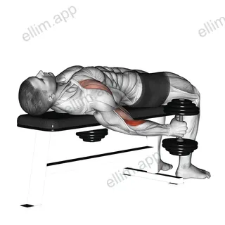 Dumbbell Lying Supine Curl exercise targeting Forearms and Brachioradialis
