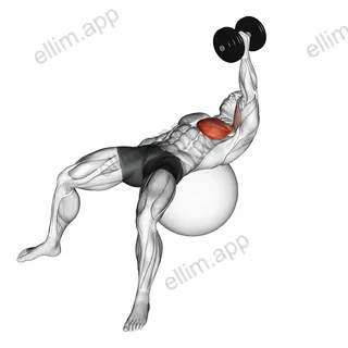 Dumbbell One Arm Fly on Exercise Ball exercise targeting Chest and Pectoralis Major Sternal Head