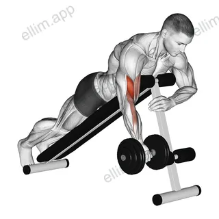 Dumbbell One Arm Prone Curl exercise targeting Upper Arms