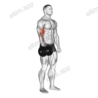 Dumbbell One Arm Standing Curl exercise targeting Upper Arms
