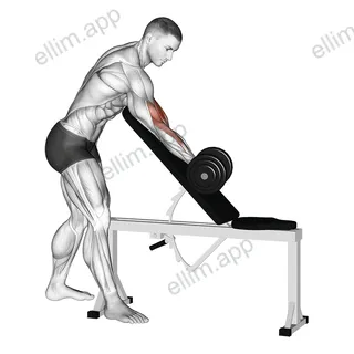 Dumbbell One Arm Zottman Preacher Curl exercise targeting Upper Arms and Biceps Brachii