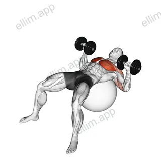 Dumbbell Press on Exercise Ball exercise targeting Chest and Pectoralis Major Sternal Head