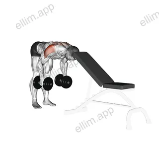 Dumbbell Rear Lateral Raise (support head) exercise targeting Shoulders and Deltoid Posterior
