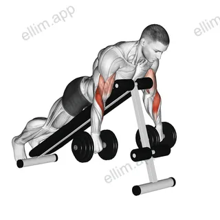 Dumbbell Reverse Spider Curl exercise targeting Upper Arms