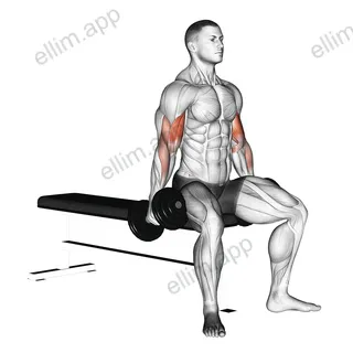 Dumbbell Seated Curl exercise targeting Upper Arms and Biceps Brachii