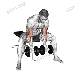 Dumbbell Seated Double Concentration Curl exercise targeting Upper Arms
