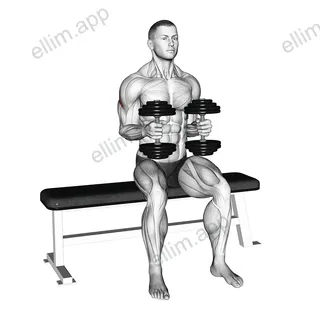 Dumbbell Seated External Rotation exercise targeting Shoulders